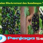 Pengenalan Blackcurrant dan Kandungan Nutrisinya