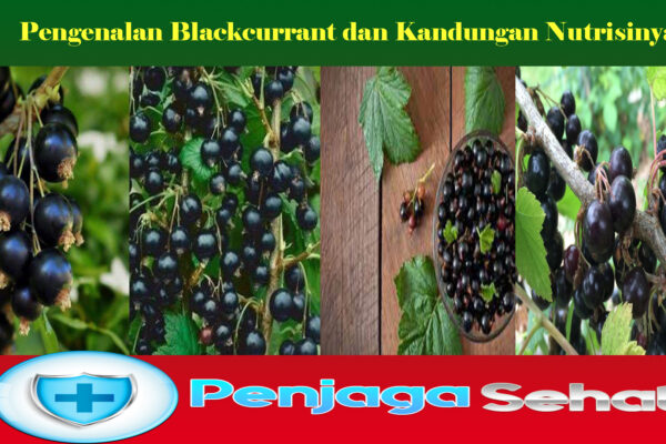 Pengenalan Blackcurrant dan Kandungan Nutrisinya