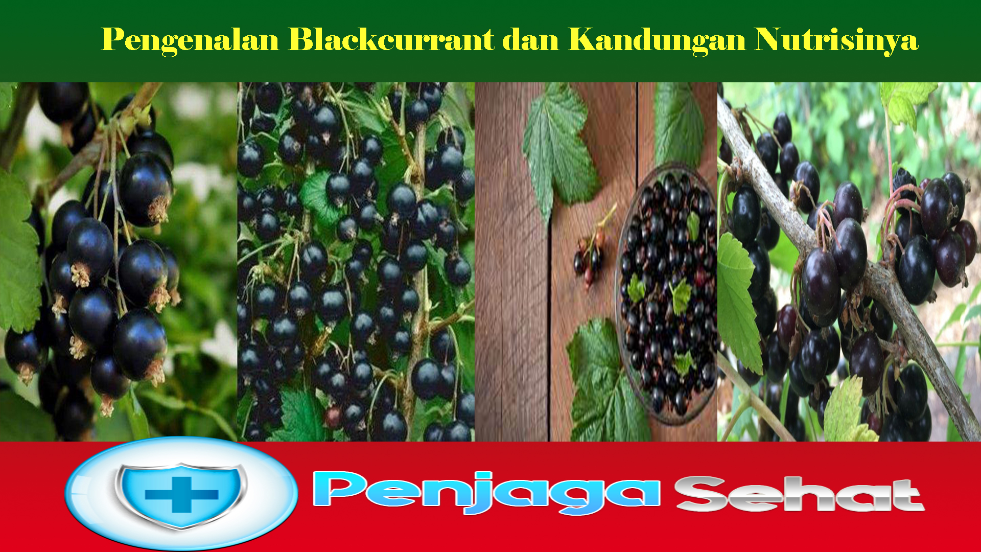 Pengenalan Blackcurrant dan Kandungan Nutrisinya