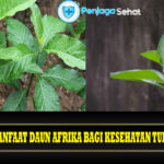 Manfaat Daun Afrika bagi Kesehatan Tubuh