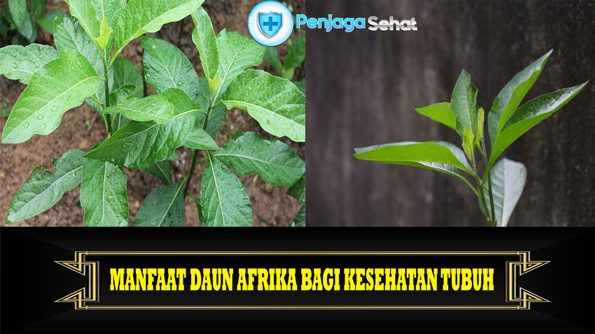 Manfaat Daun Afrika bagi Kesehatan Tubuh