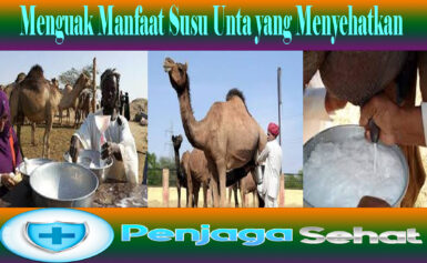 Menguak Manfaat Susu Unta yang Menyehatkan