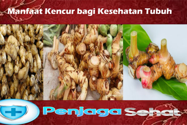 Manfaat Kencur bagi Kesehatan Tubuh