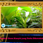Manfaat Daun
