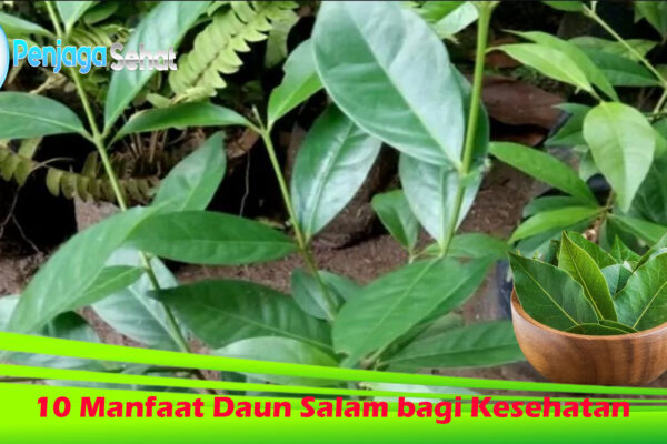 10 Manfaat Daun Salam bagi Kesehatan