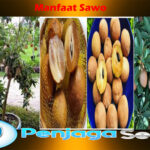 Ketahui Beragam Manfaat Sawo bagi Kesehatan