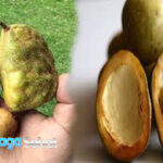 Buah Namnam: Ketahui Nutrisi dan Manfaatnya untuk Tubuh