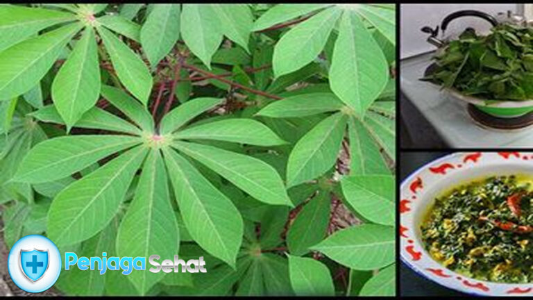Manfaat Daun Singkong dan Cara Mengolahnya