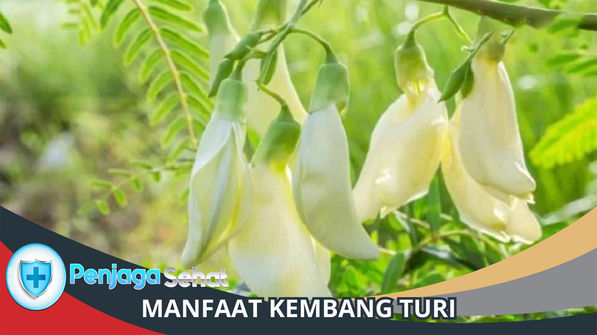 Kembang Turi: Sumber Kesehatan Alami yang Kaya Manfaat
